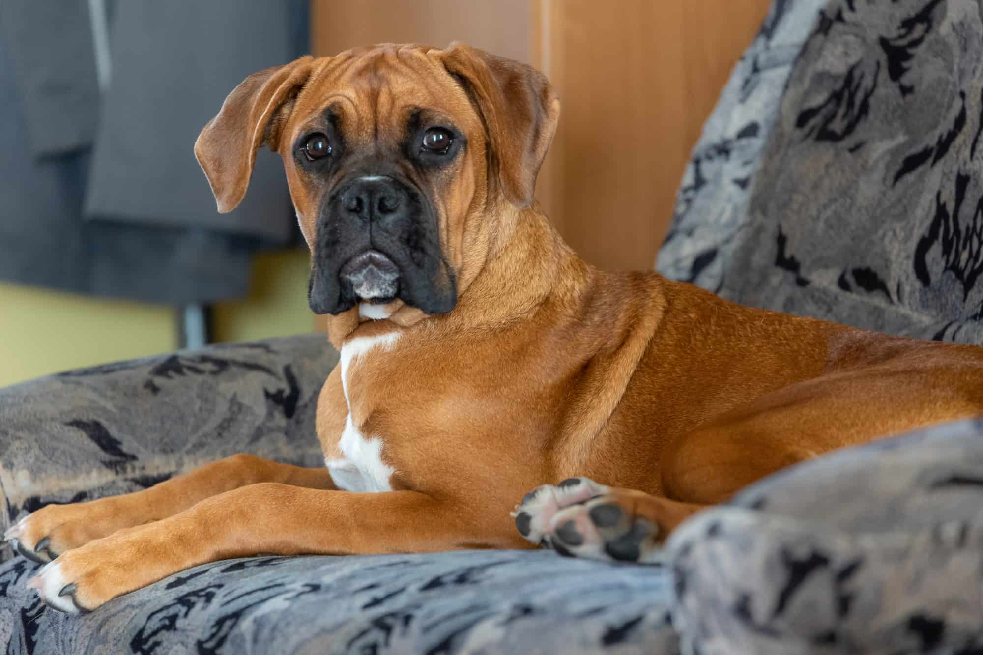 ドイツ原産の犬種14選！小型犬から超大型犬まで性格や特徴を解説 | ペットショップ 犬の家&猫の里 | 子犬だけでなく子猫の情報もたくさん